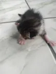 gatos