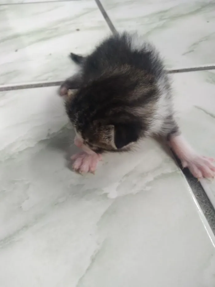 Gato raça SRD-ViraLata idade Abaixo de 2 meses nome gatos