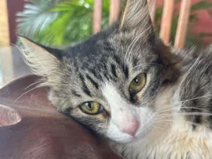 Gato raça SRD-ViraLata idade 2 a 6 meses nome Gatinha 1 