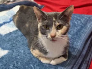 Gato raça SRD-ViraLata idade 1 ano nome Lua 