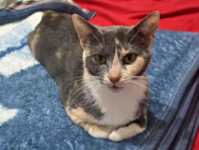 Gato raça SRD-ViraLata idade 1 ano nome Lua 