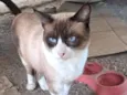 Simba