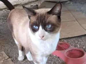 Gato raça SRD-ViraLata idade 1 ano nome Simba