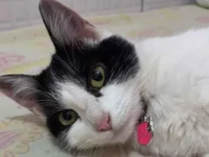 Gato raça SRD-ViraLata idade 1 ano nome Malu