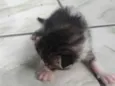 gatos