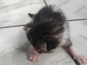 Gato raça SRD-ViraLata idade Abaixo de 2 meses nome gatos