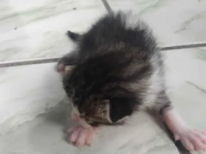 Gato raça SRD-ViraLata idade Abaixo de 2 meses nome gatos