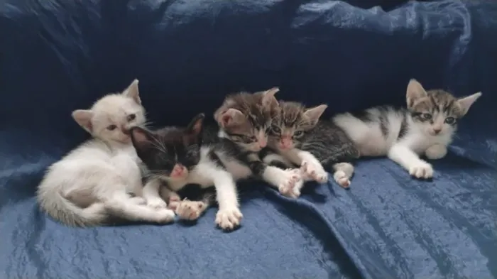 Gato raça SRD-ViraLata idade Abaixo de 2 meses nome sem nome