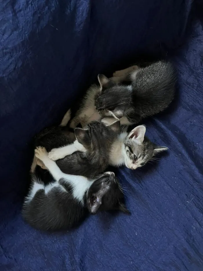 Gato raça SRD-ViraLata idade Abaixo de 2 meses nome sem nome
