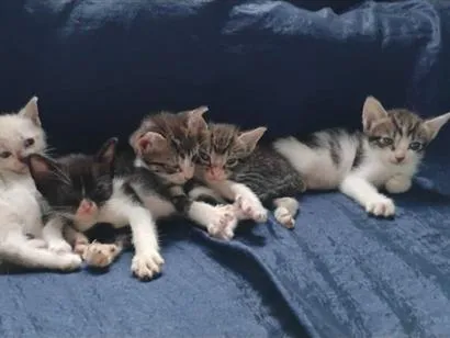 Gato raça SRD-ViraLata idade Abaixo de 2 meses nome sem nome