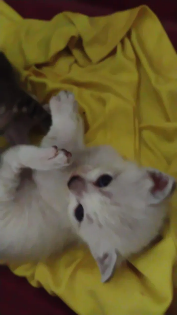 Gato raça SRD-ViraLata idade Abaixo de 2 meses nome sem nome