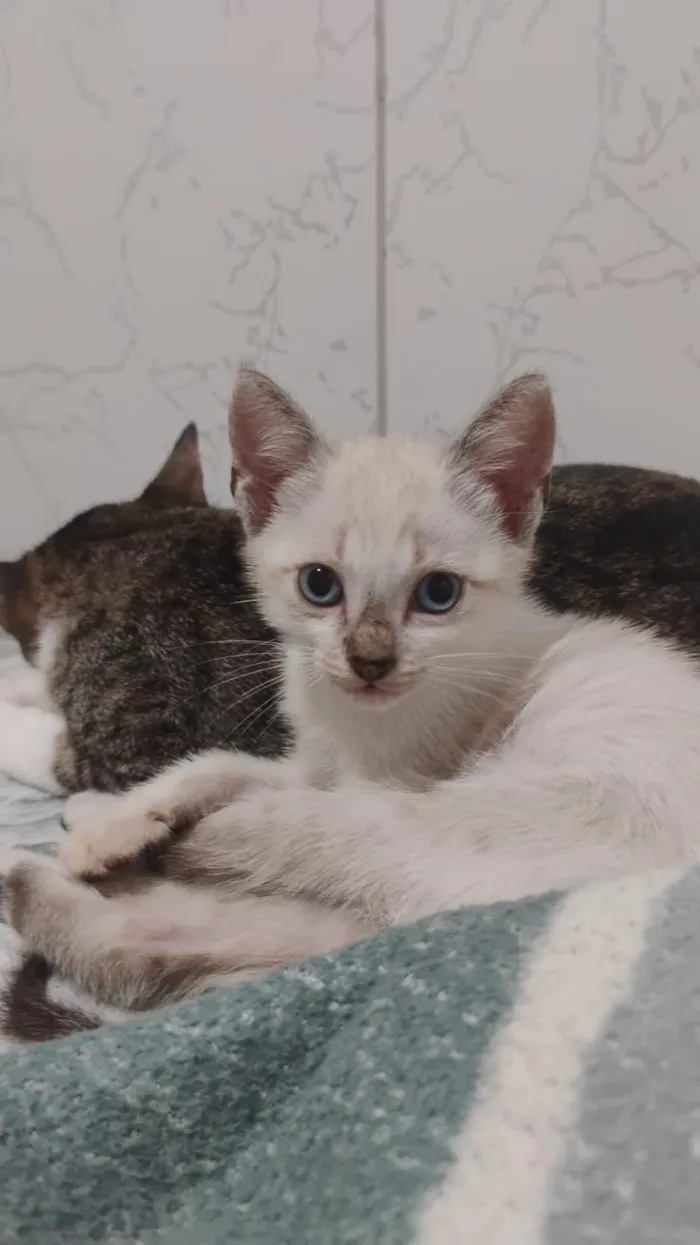 Gato raça SRD-ViraLata idade Abaixo de 2 meses nome sem nome