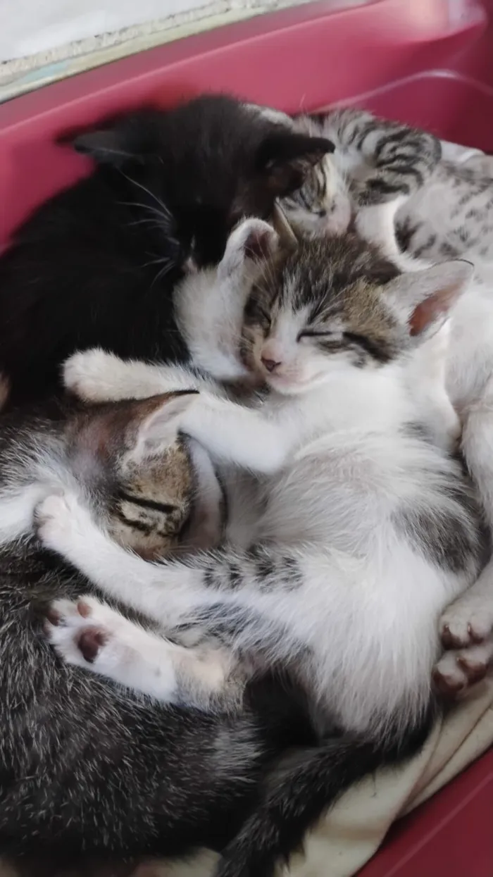 Gato raça SRD-ViraLata idade Abaixo de 2 meses nome sem nome