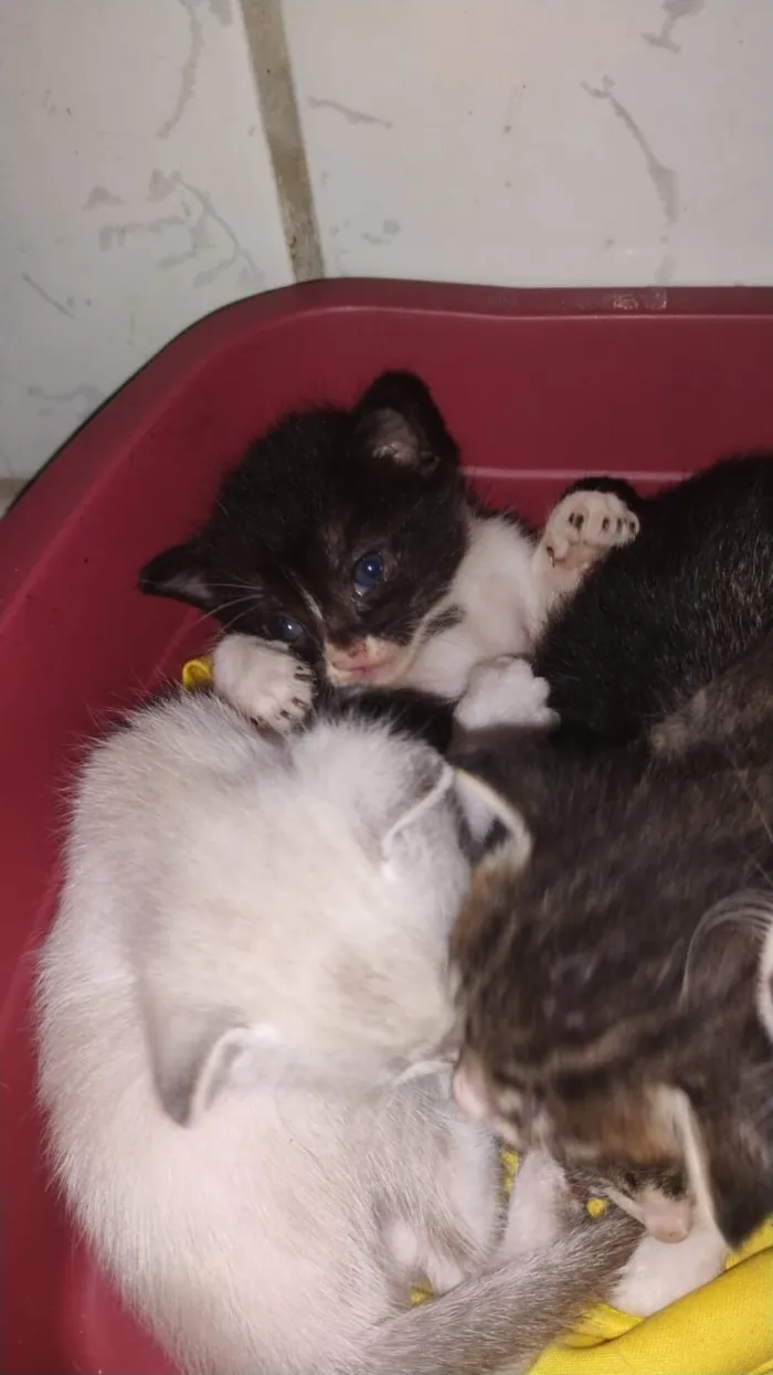 Gato raça SRD-ViraLata idade Abaixo de 2 meses nome sem nome