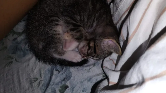 Gato raça SRD-ViraLata idade Abaixo de 2 meses nome sem nome