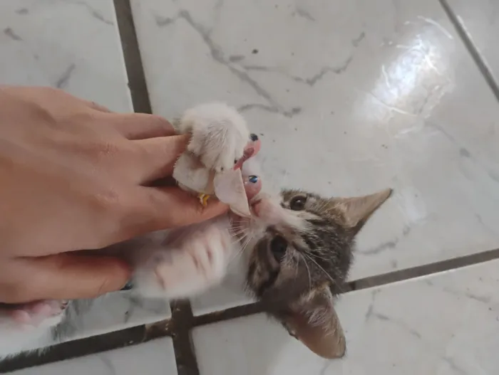 Gato raça SRD-ViraLata idade Abaixo de 2 meses nome sem nome