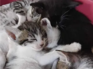 Gato raça SRD-ViraLata idade Abaixo de 2 meses nome sem nome