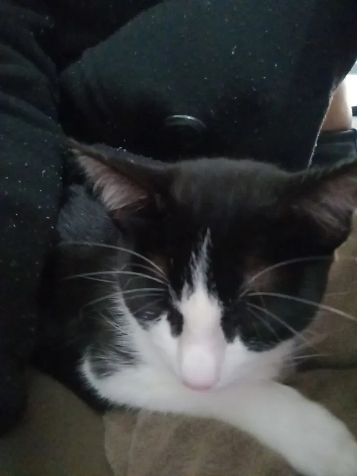 Gato raça SRD-ViraLata idade 2 a 6 meses nome Rosa
