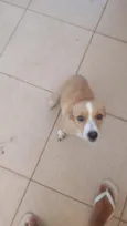 lola