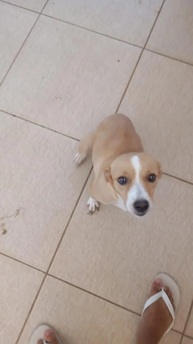 Cachorro raça SRD-ViraLata idade 2 anos nome lola