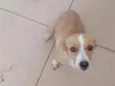 lola