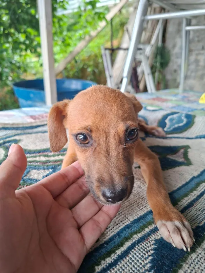 Cachorro raça SRD-ViraLata idade 2 a 6 meses nome Ñ tem nome 