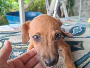 Cachorro raça SRD-ViraLata idade 2 a 6 meses nome Ñ tem nome 