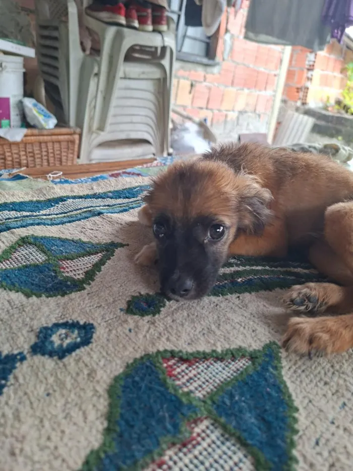 Cachorro raça SRD-ViraLata idade 2 a 6 meses nome Nao tem nome 