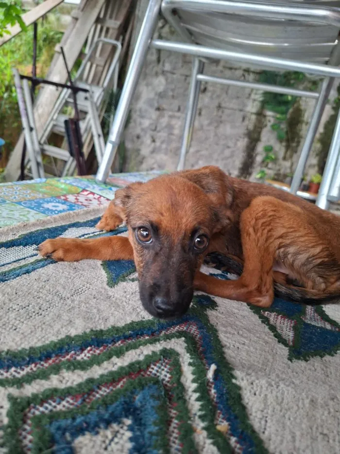 Cachorro raça SRD-ViraLata idade 2 a 6 meses nome Nao tem nome 