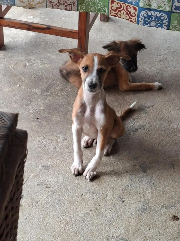 Cachorro raça SRD-ViraLata idade 2 a 6 meses nome Nao tem nome 