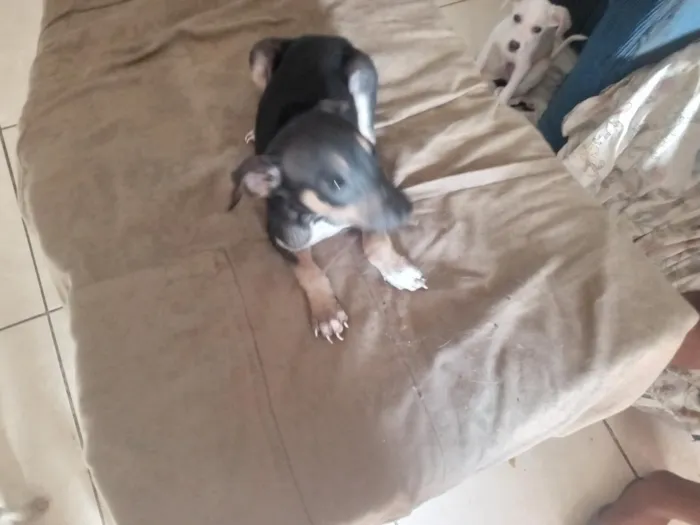 Cachorro raça SRD-ViraLata idade 2 a 6 meses nome Ainda sem nome.