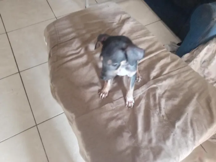Cachorro raça SRD-ViraLata idade 2 a 6 meses nome Ainda sem nome.