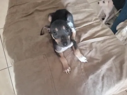 Cachorro raça SRD-ViraLata idade 2 a 6 meses nome Ainda sem nome.