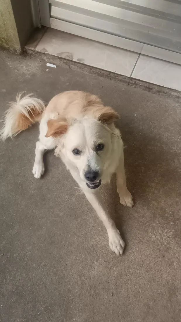 Cachorro raça SRD-ViraLata idade 7 a 11 meses nome Sírius 