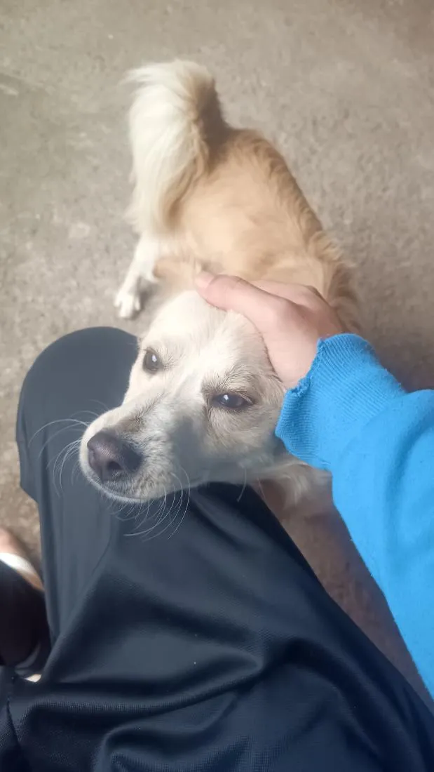 Cachorro raça SRD-ViraLata idade 7 a 11 meses nome Sírius 