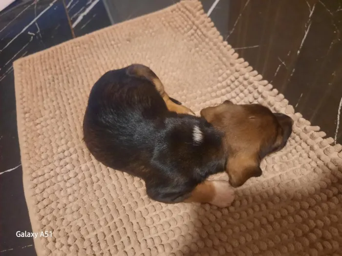 Cachorro raça SRD-ViraLata idade Abaixo de 2 meses nome Luna