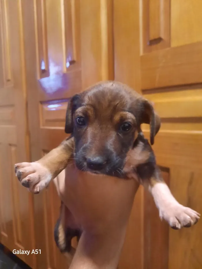 Cachorro raça SRD-ViraLata idade Abaixo de 2 meses nome Luna