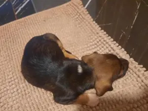 Cachorro raça SRD-ViraLata idade Abaixo de 2 meses nome Luna