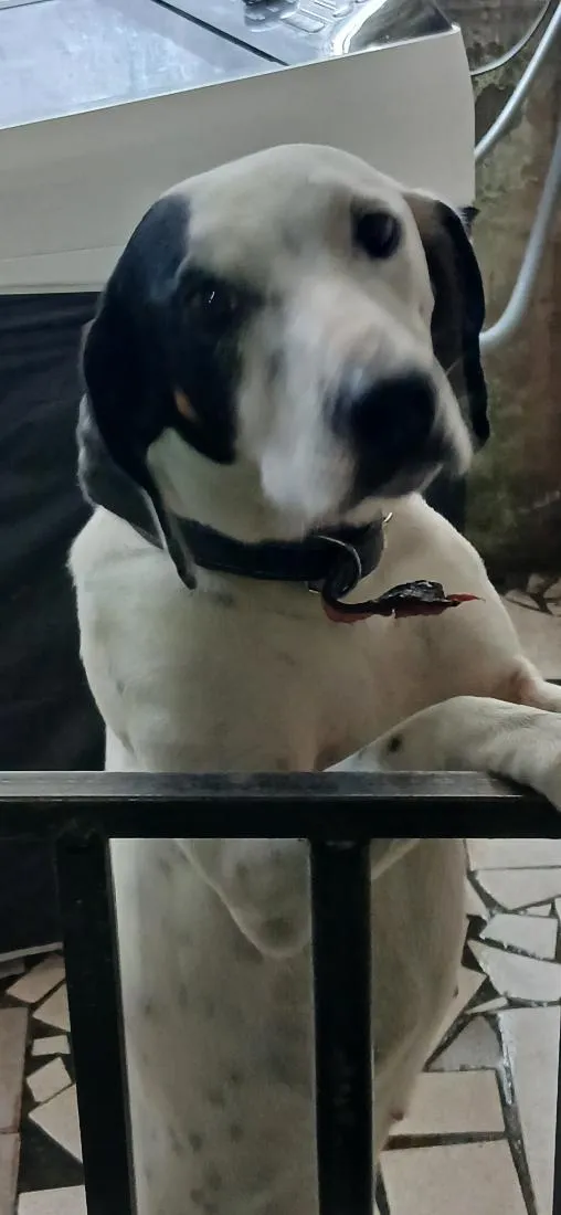 Cachorro raça Dálmata idade 2 anos nome Lara 