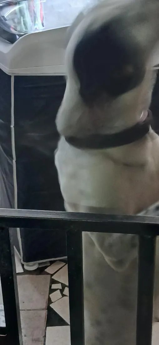 Cachorro raça Dálmata idade 2 anos nome Lara 