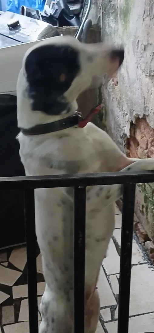 Cachorro raça Dálmata idade 2 anos nome Lara 