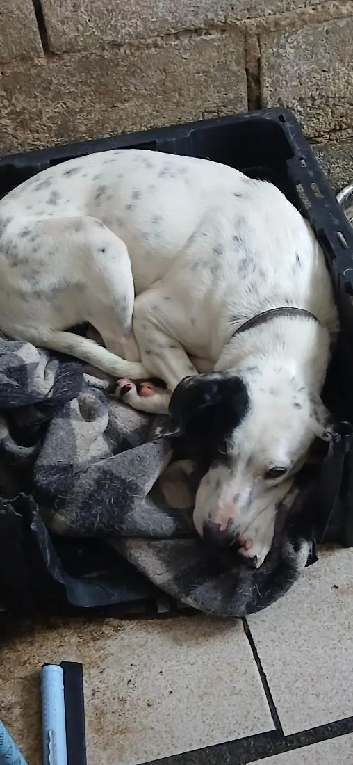 Cachorro raça Dálmata idade 2 anos nome Lara 