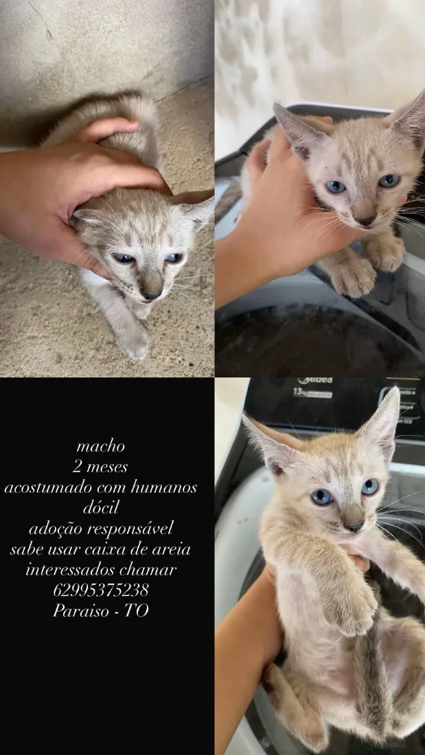 Gato raça SRD-ViraLata idade 2 a 6 meses nome zeus