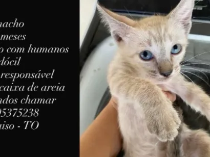 Gato raça SRD-ViraLata idade 2 a 6 meses nome zeus