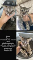 amora