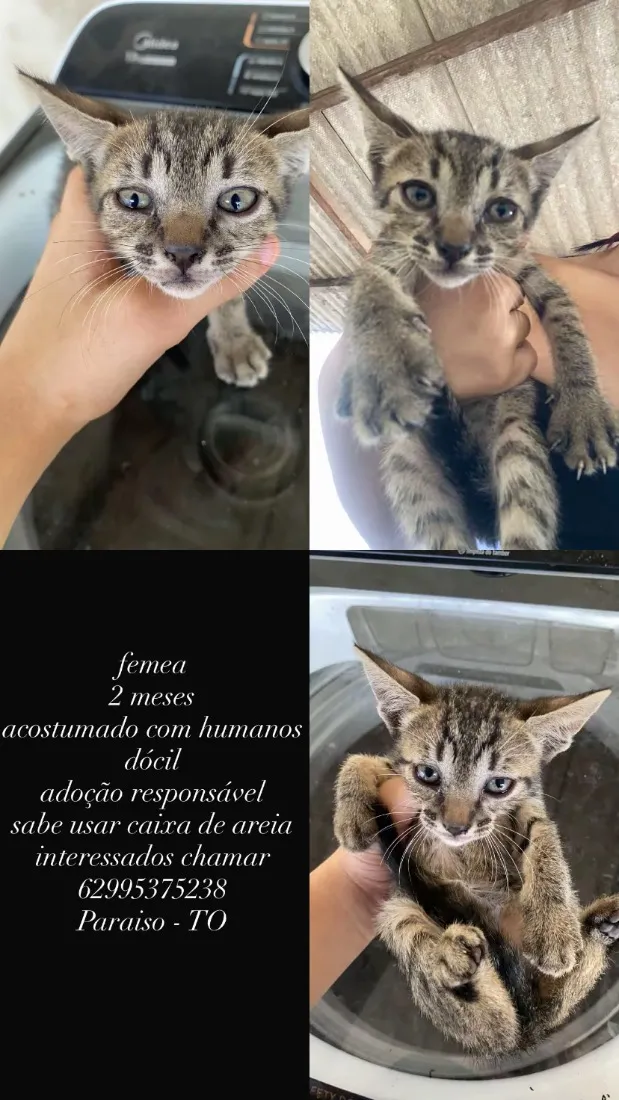 Gato raça SRD-ViraLata idade 2 a 6 meses nome amora