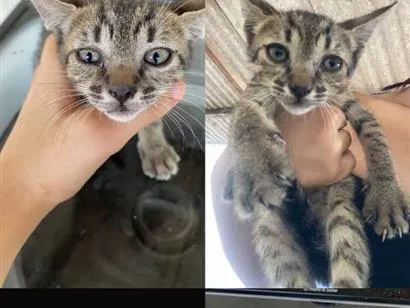 Gato raça SRD-ViraLata idade 2 a 6 meses nome amora