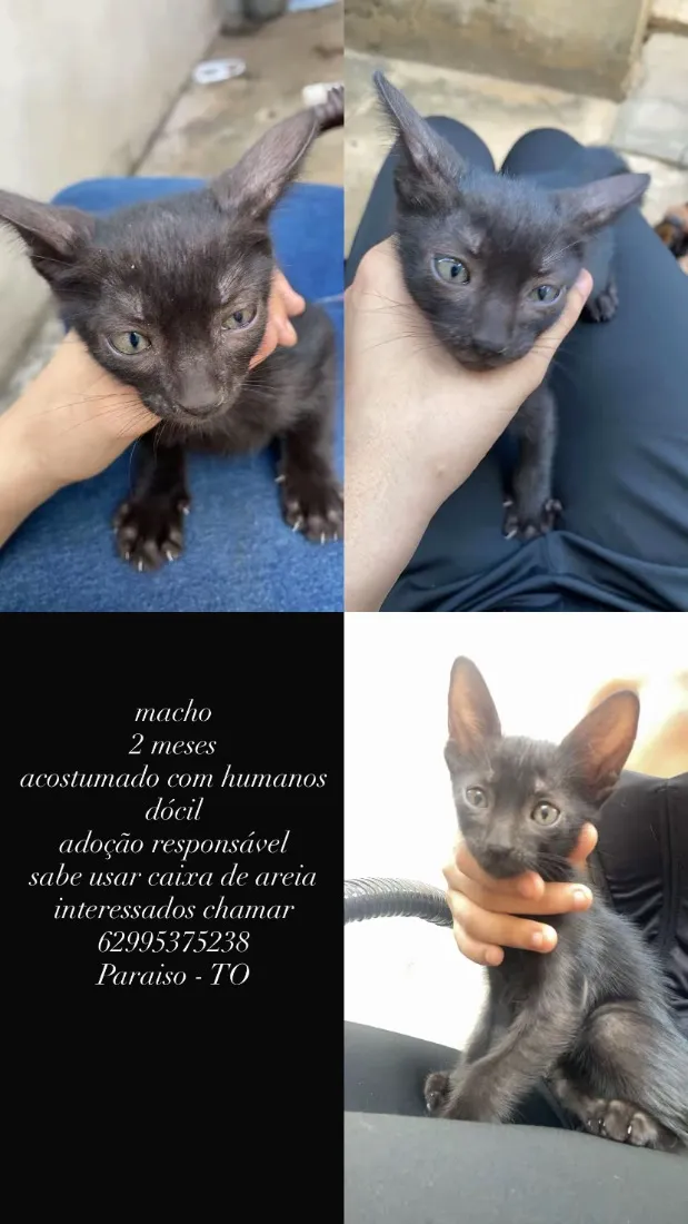 Gato raça SRD-ViraLata idade 2 a 6 meses nome banguela