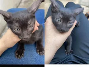 Gato raça SRD-ViraLata idade 2 a 6 meses nome banguela