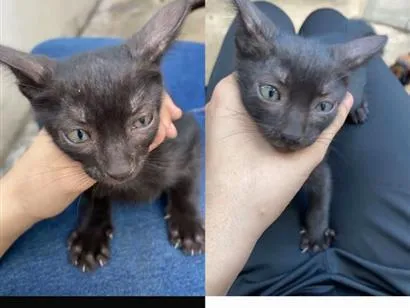 Gato raça SRD-ViraLata idade 2 a 6 meses nome banguela